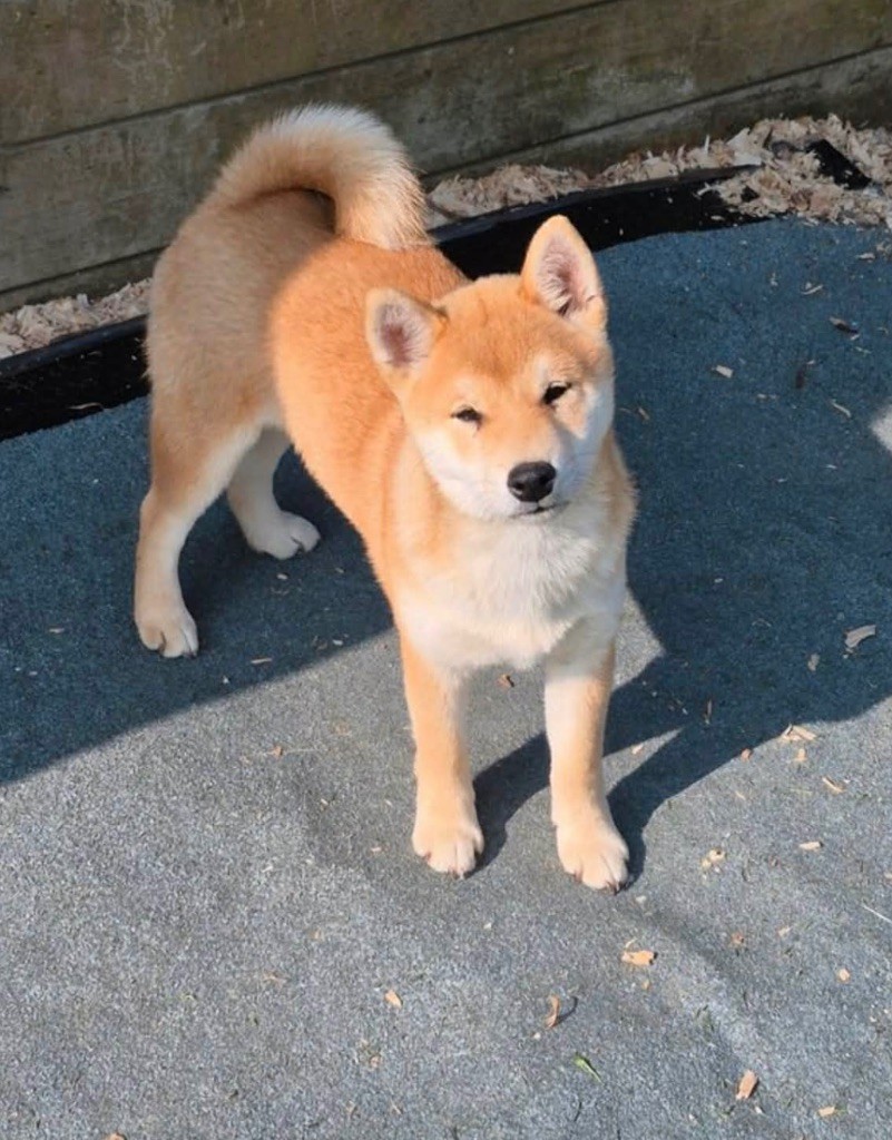 Arielle Des Brumes de Brocéliande