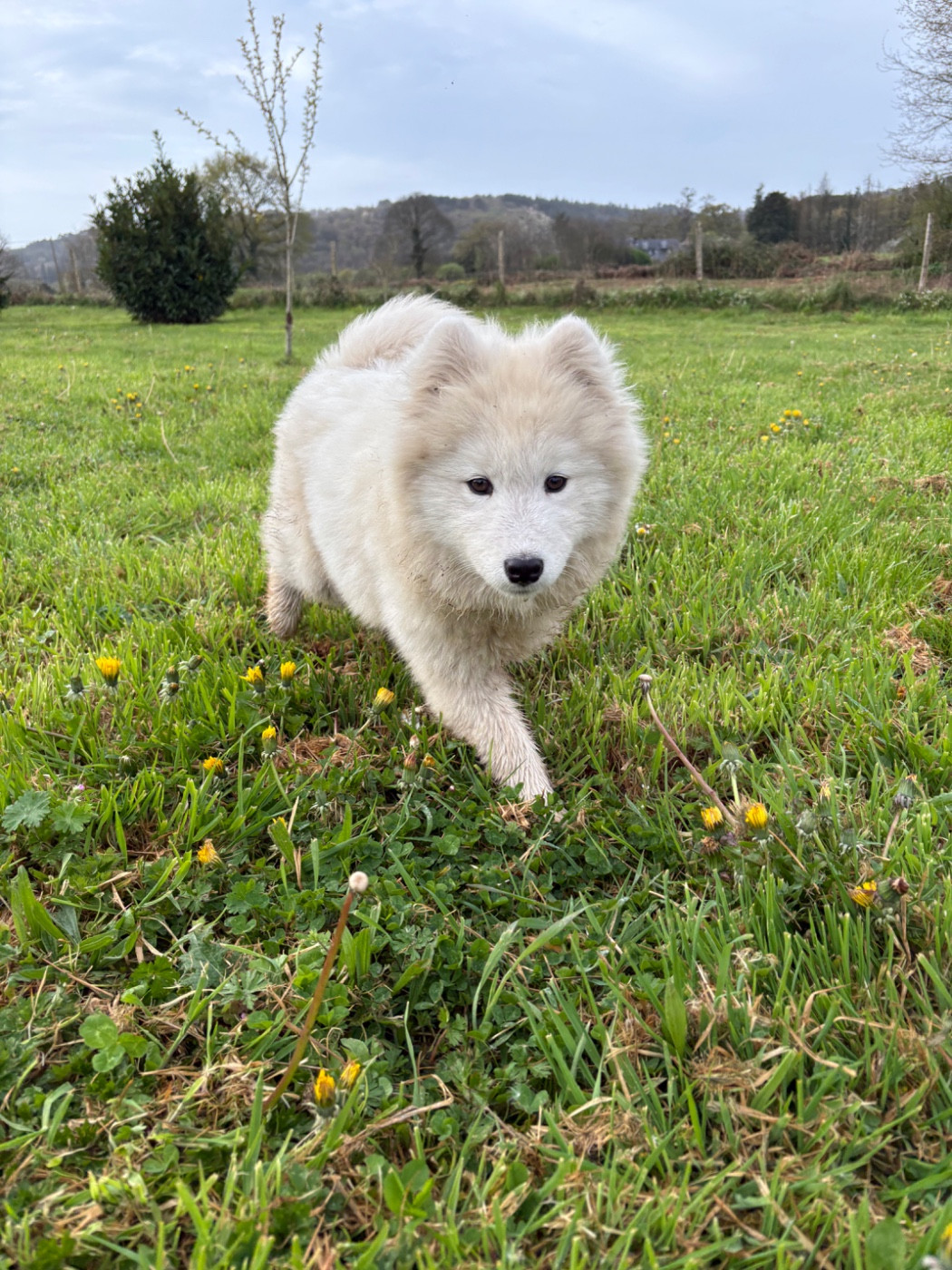 Asher moonrise louve (Sans Affixe)